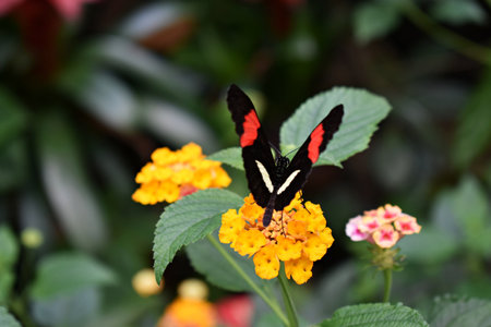 Heliconius Melpomene, common Postman butterfly, on a yellow flower, in the garden.