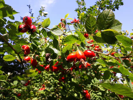 Branches with fruits of Rose Hip, also called Rose Haw or Rose Hep.の写真素材