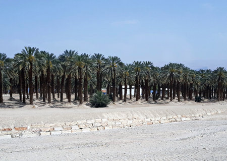 View of a palm trees forest, in Israel.の写真素材