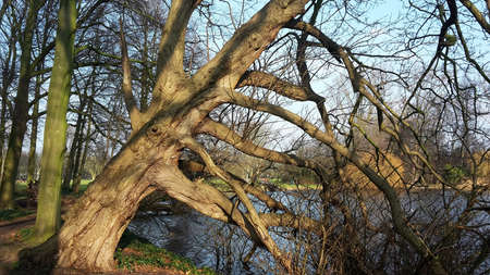 Bare tree leaning over the water of the lake, the branches of the tree reaching out into the water...