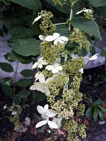 Flowers of Hydrangea paniculata.