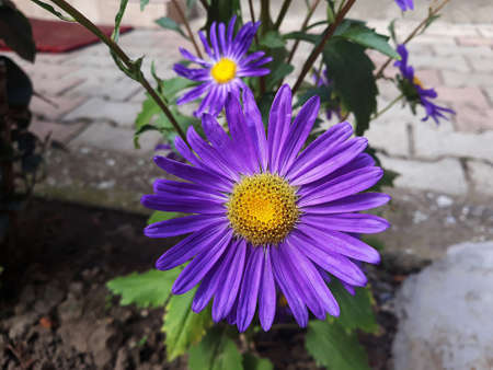Purple flower or Aster alpinus, in the garden.