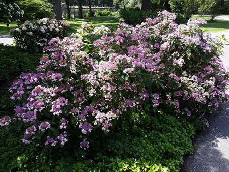 Double flowered Hydrangea, Hydrangea Macrophylla flowers, in the garden.