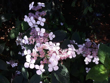 Double flowered Hydrangea, Hydrangea Macrophylla flowers, in the garden.
