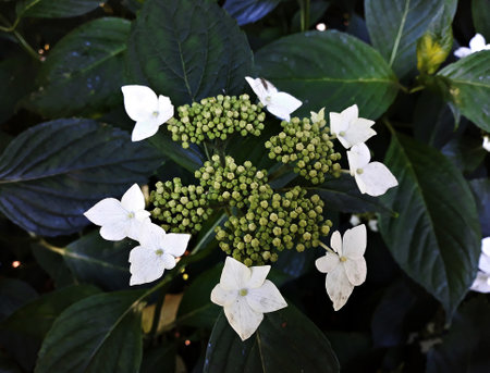 Double flowered Hydrangea, Hydrangea Macrophylla flowers, in the garden.