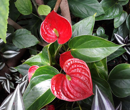 Anthurium or Flamingo red flowers, growing in the garden.の写真素材