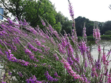 Lavandula or Lavender flowers, growing in the park.