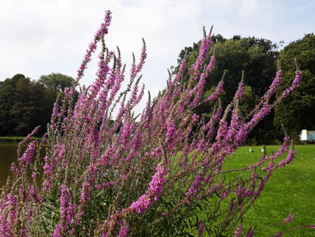 Lavandula or Lavender flowers, growing in the park.
