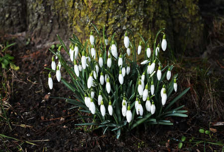 Close up of beautiful white Snowdrops flowers, in the garden.