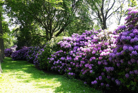 Large Rhododendron bushes with purple flowers, in a garden.の写真素材