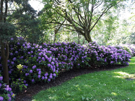 Beautiful purple Rhododendron bushes in the park.の写真素材