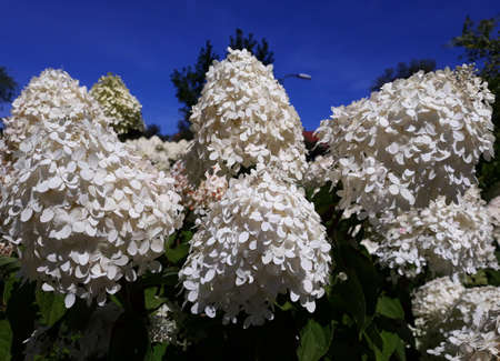 cultivation, blossoming, flowering plant, vegetation, deciduous, floriculture, inflorescence,...