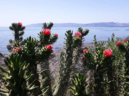 Cactus with red flowers growing on the seashore in Israel.の写真素材