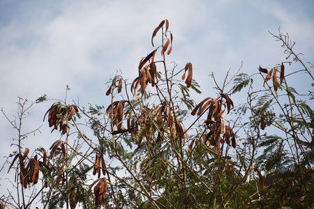 Leucaena leucocephala tree branches, with hanging seed pods.の写真素材