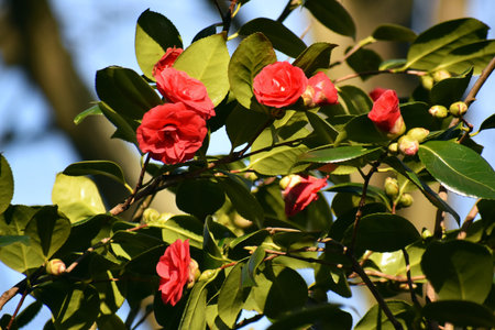 Camellia japonica flowers, in the garden.の写真素材