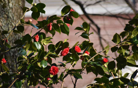 Camellia japonica flowers, in the garden.の写真素材