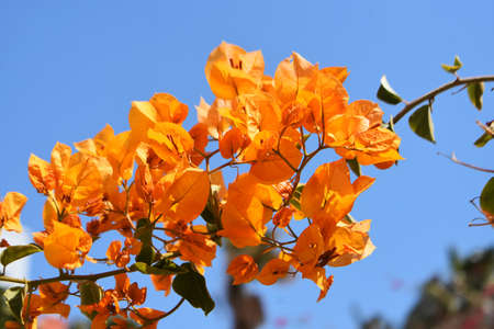 Yellow Bougainvillea Glabra, the lesser bougainvillea or Paper Flower, against blue sky.の写真素材