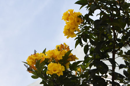 Yellow flowers of Golden Trumpet tree, in the garden.