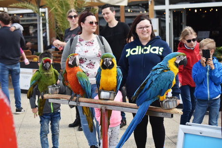 July 29- 2020. Street performance. Show with parrots. Tourists taking pictures with parrots on the boulevard of Scheveningen, Netherlands.のeditorial素材