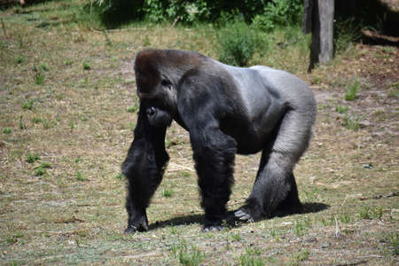 Gorilla walking around, in Safari Park Beekse Bergen in the Netherlands.の写真素材