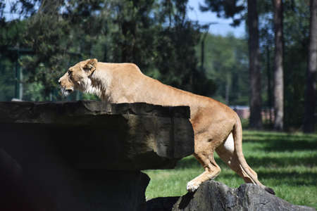 Lion at Safari Park Beekse Bergen, in the Netherlands.の写真素材