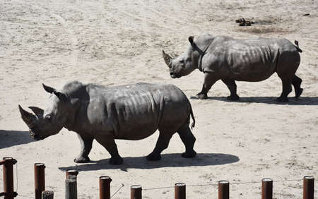 Black Rhinoceros at Safari Park Beekse Bergen, Netherlands.の写真素材