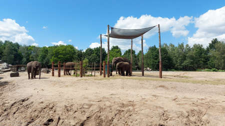 African elephants walking around, in Safari Park Beekse Bergen, in the Netherlands.の写真素材