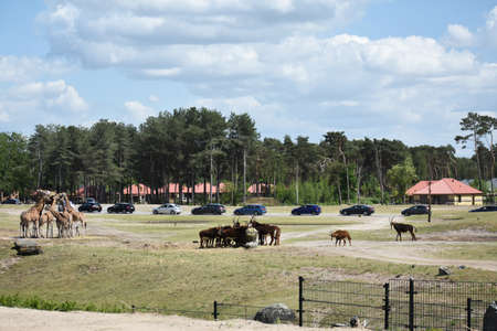 Landscape view of Safari Park Beekse Bergen, Netherlands.の写真素材