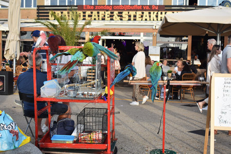 July 18- 2020. Show with parrots. Tourists taking pictures with parrots on the boulevard of Scheveningen, Netherlands.のeditorial素材