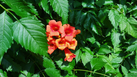 Flowers and foliage of Campsis radicans, the trumpet vine, or trumpet creeper, in the garden.