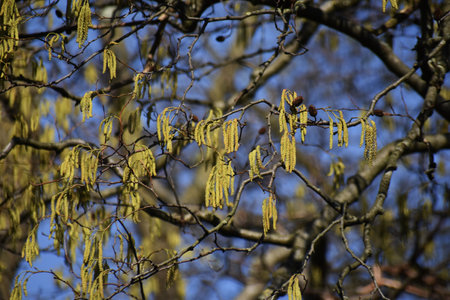 Tree branches with long catkins of Alnus Serrulata, the Hazel alder or Smooth alder.