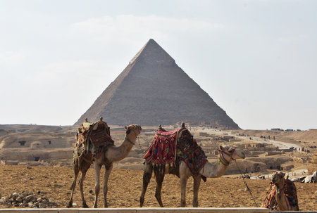 Camels in front of the Pyramid of Khafre, at the Giza Plateau, Cairo, Egypt.