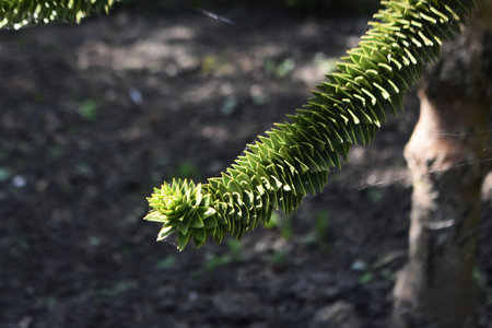 Branches of Araucaria araucana, Monkey puzzle tree, Monkey tail tree, or Chilean pine.の写真素材