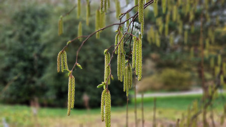 Tree branches with long catkins of Alnus Serrulata, the Hazel alder or Smooth alder.の写真素材