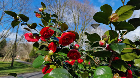 Flowers of Camellia japonica in full bloom, in the garden, on a sunny spring day.の写真素材