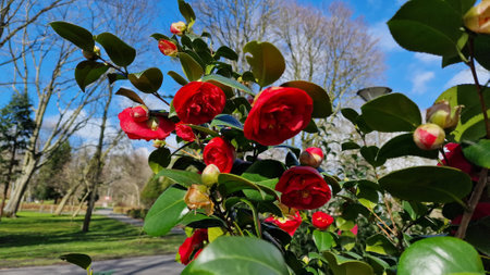 Flowers of Camellia japonica in full bloom, in the garden, on a sunny spring day.の写真素材