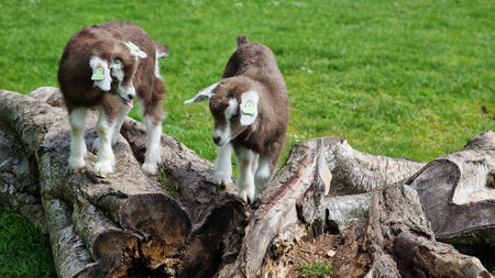 Young goats climbing on a tree stump. Cute little Baby goats playing on a log, in the farm.
