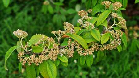 Branches with green leaves and flowers of Cotoneaster frigidus cornubia, in the summer garden.