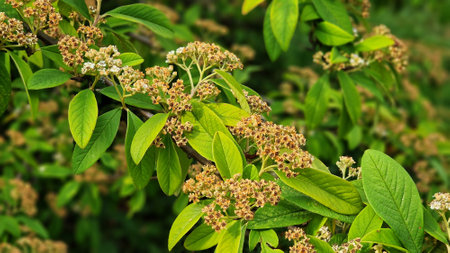 Branches with green leaves and flowers of Cotoneaster frigidus cornubia, in the summer garden.