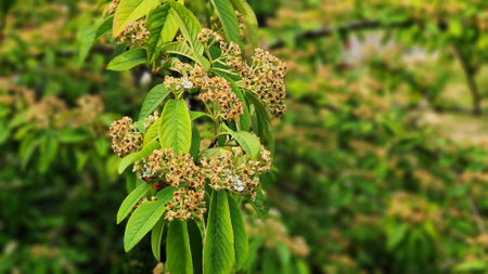 Branches with green leaves and flowers of Cotoneaster frigidus cornubia, in the summer garden.の写真素材