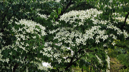 White flowers of Kousa Dogwood Tree, Cornus Kousa or Benthamidia japonica. White flowers of Dogwood tree in full bloom, in the garden.の写真素材