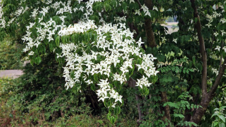 White flowers of Kousa Dogwood Tree, Cornus Kousa or Benthamidia japonica. White flowers of Dogwood tree in full bloom, in the garden.の写真素材