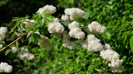Branches with green leaves and white flowers of Deutzia magnifica Nancy, in the garden.の写真素材