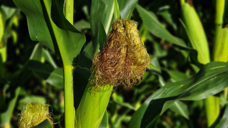 Close up of corn cob with corn silk, in the field.