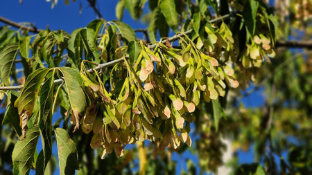 Tree branches of Acer negundo or Box elder, with green foliage and seed pods.