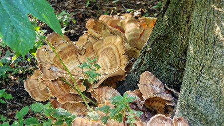 Giant Polypore Mushrooms or Meripilus giganteus, growing from base of beech tree.