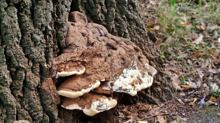 Large mushrooms fungi, common Polypore or bracket fungi, grown up on tree trunk.