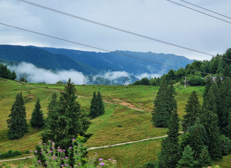 Beautiful landscape with spruce forest, fog, hills and green grass in the Carpathian Mountains,...