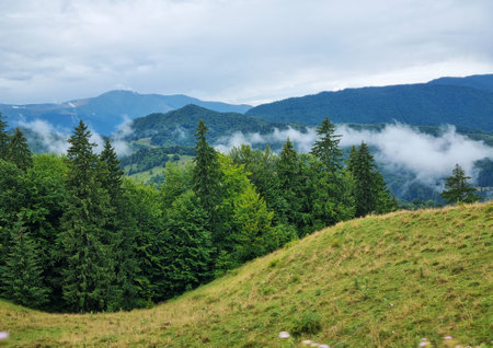 Beautiful landscape with spruce forest, fog, hills and green grass in the Carpathian Mountains, Transylvania, Romania.の写真素材