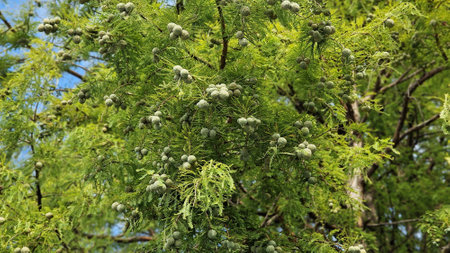 Tree branches of Taxodium distichum or Bald cypress, with green leaves and cones.の写真素材